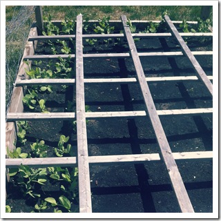 raised bed gardening peas in indiana